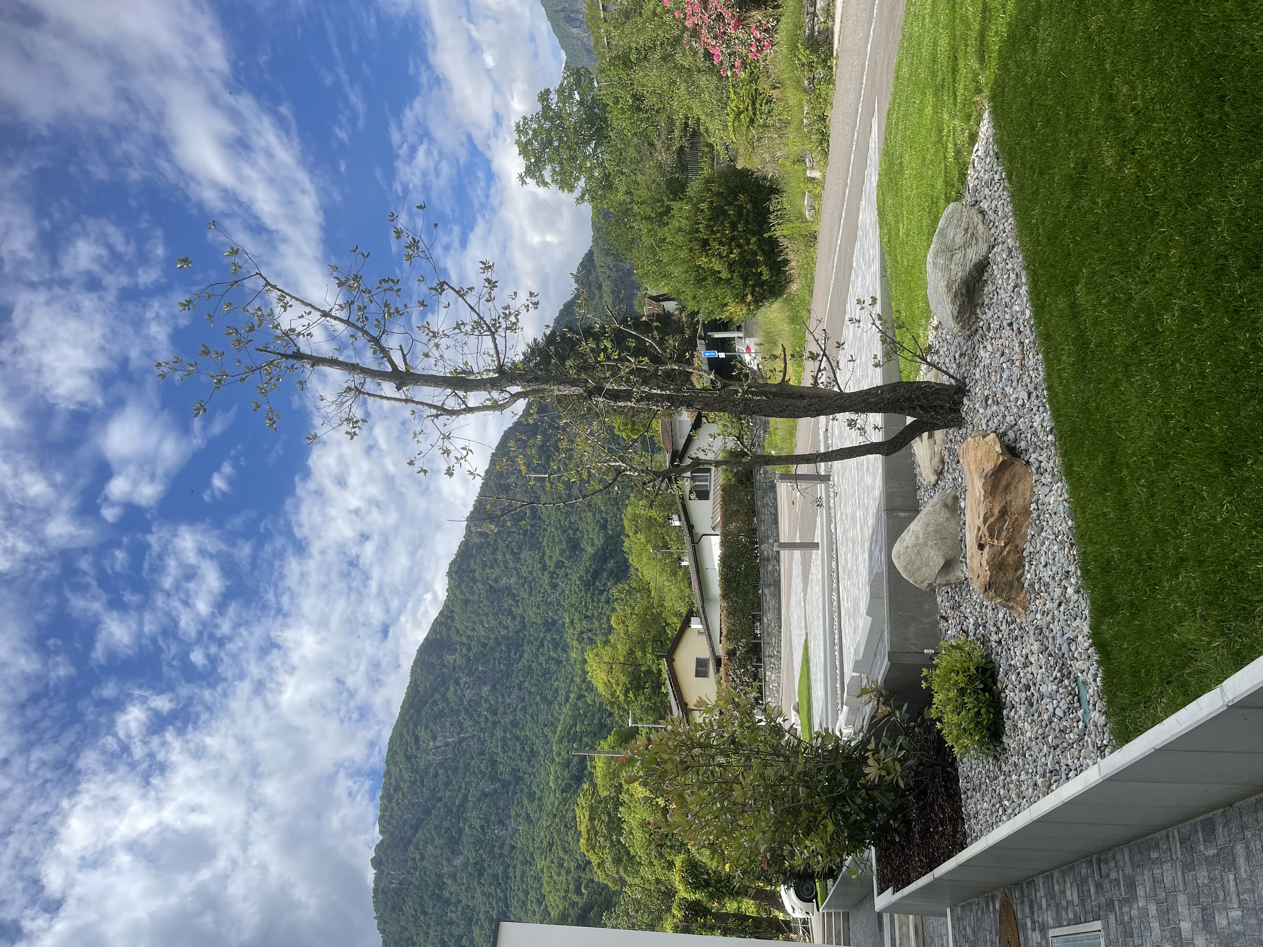 Giardino — albero e montagne